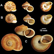 Слика од Cyclophoroidea