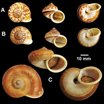 Image of Cyclophoroidea