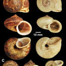 Image of <i>Cyclophorus aborensis</i> Godwin-Austen 1915