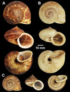 صورة Cyclophorus Montfort 1810