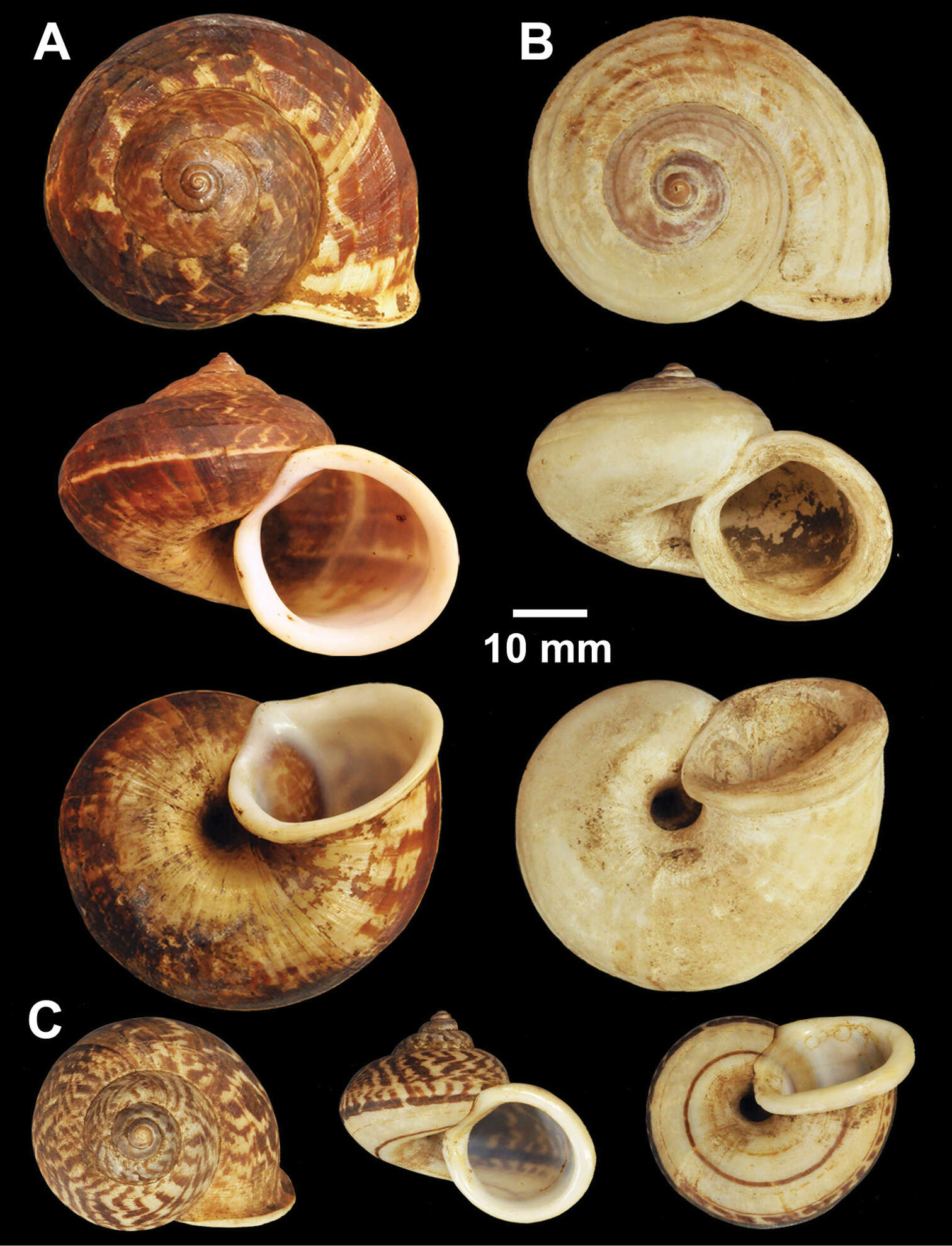 Sivun Cyclophorus Montfort 1810 kuva