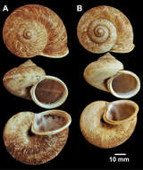 صورة <i>Cyclophorus fuscicolor</i> Godwin-Austen 1876