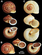 صورة Cyclophorus haughtoni Theobald 1858