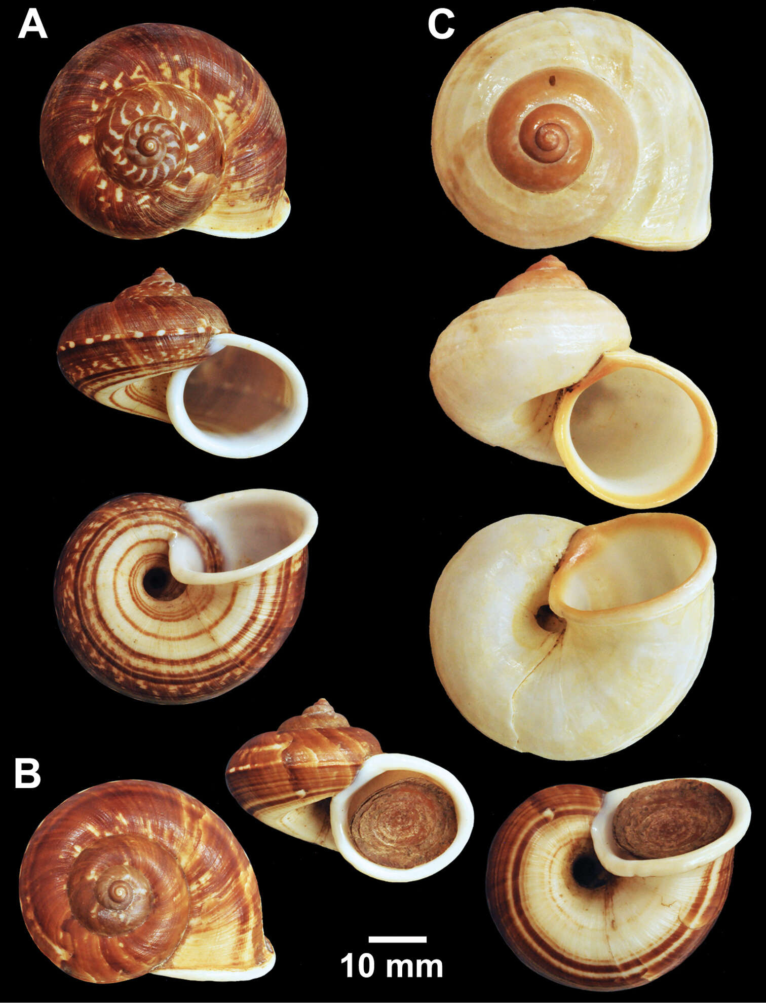 صورة <i>Cyclophorus himalayanus</i> (L. Pfeiffer 1851)