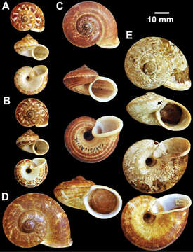 صورة Cyclophorus ibyatensis (Pfeiffer 1854)