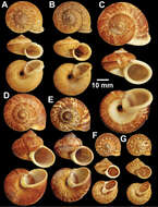 <i>Cyclophorus koboensis</i> Godwin-Austen 1915 resmi