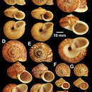 <i>Cyclophorus labiosus</i> resmi