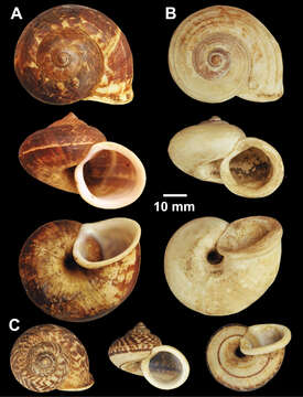 Image of Cyclophorus affinis Theobald 1858