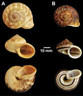 Image of <i>Cyclophorus schepmani</i> Laidlaw 1957