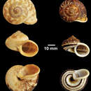 Sivun <i>Cyclophorus serratizona</i> Hanley & Theobald 1876 kuva