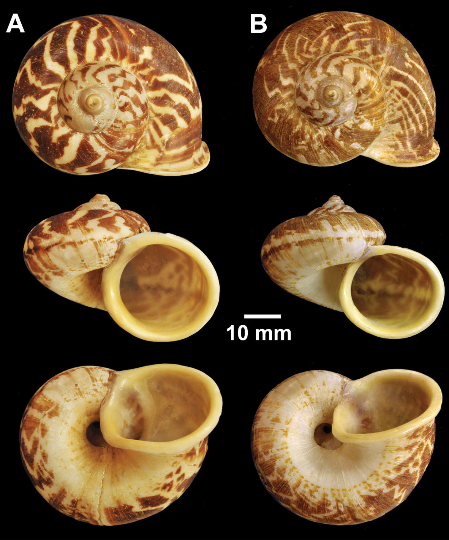 Image of <i>Cyclophorus siamensis</i> (I. Sowerby 1850)