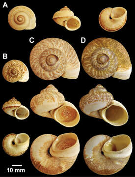 Image of Cyclophoroidea