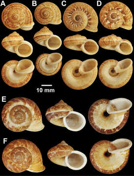 Cyclophorus aquilus (Sowerby 1843) resmi