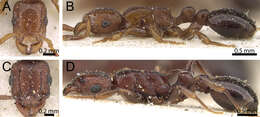 Image of Tetramorium