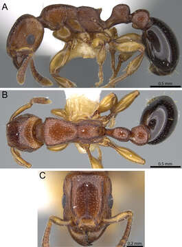 Image of Tetramorium