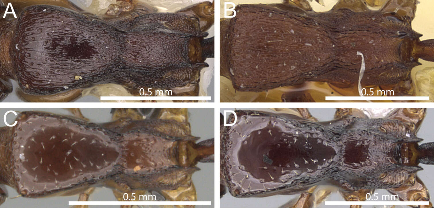 Image of Formicoidea