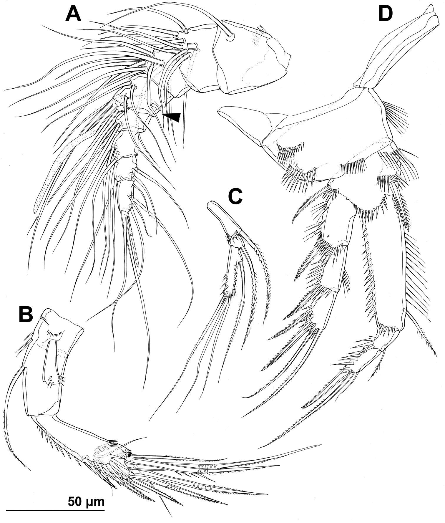 Image de Hexanauplia