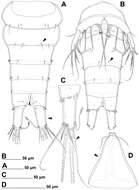 Image of Stenhelia taiae Mu & Huys 2002