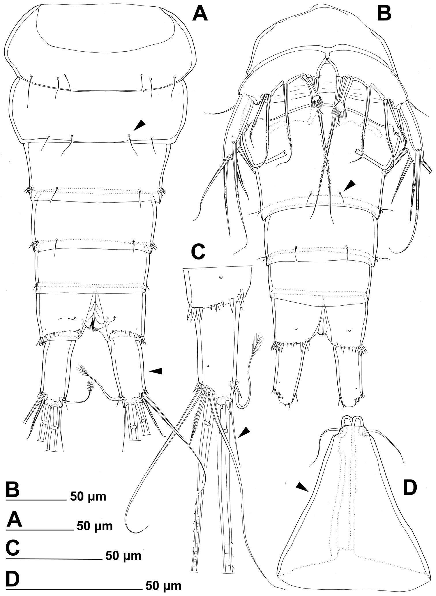 Image of Stenhelia taiae Mu & Huys 2002