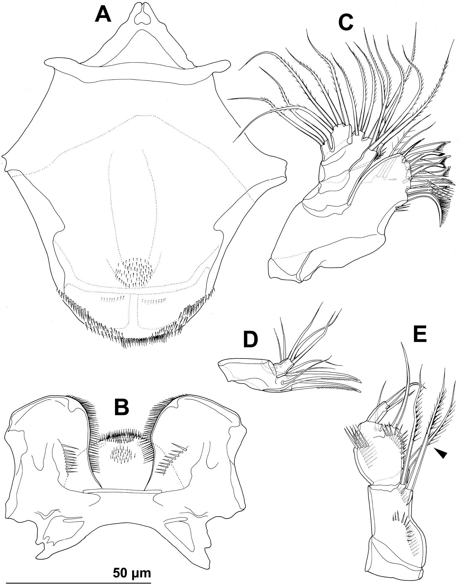 Image of Stenhelia taiae Mu & Huys 2002