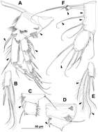 Image of Stenhelia taiae Mu & Huys 2002