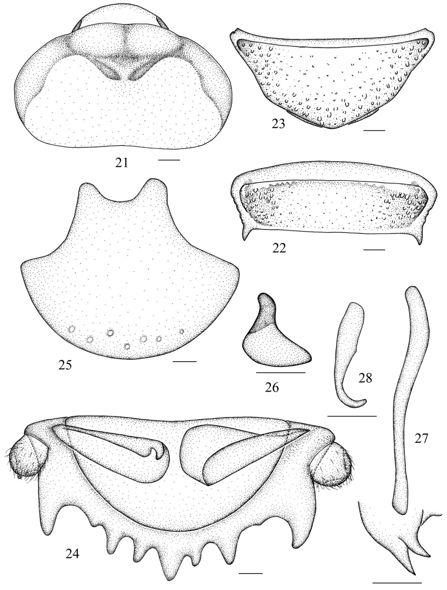 Image of Salganea quinquedentata Wang, Shi, Wang & Che 2014