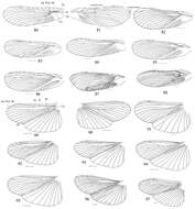 Image of Salganea quinquedentata Wang, Shi, Wang & Che 2014