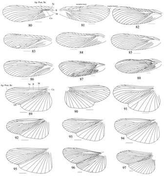 Image of Salganea quinquedentata Wang, Shi, Wang & Che 2014