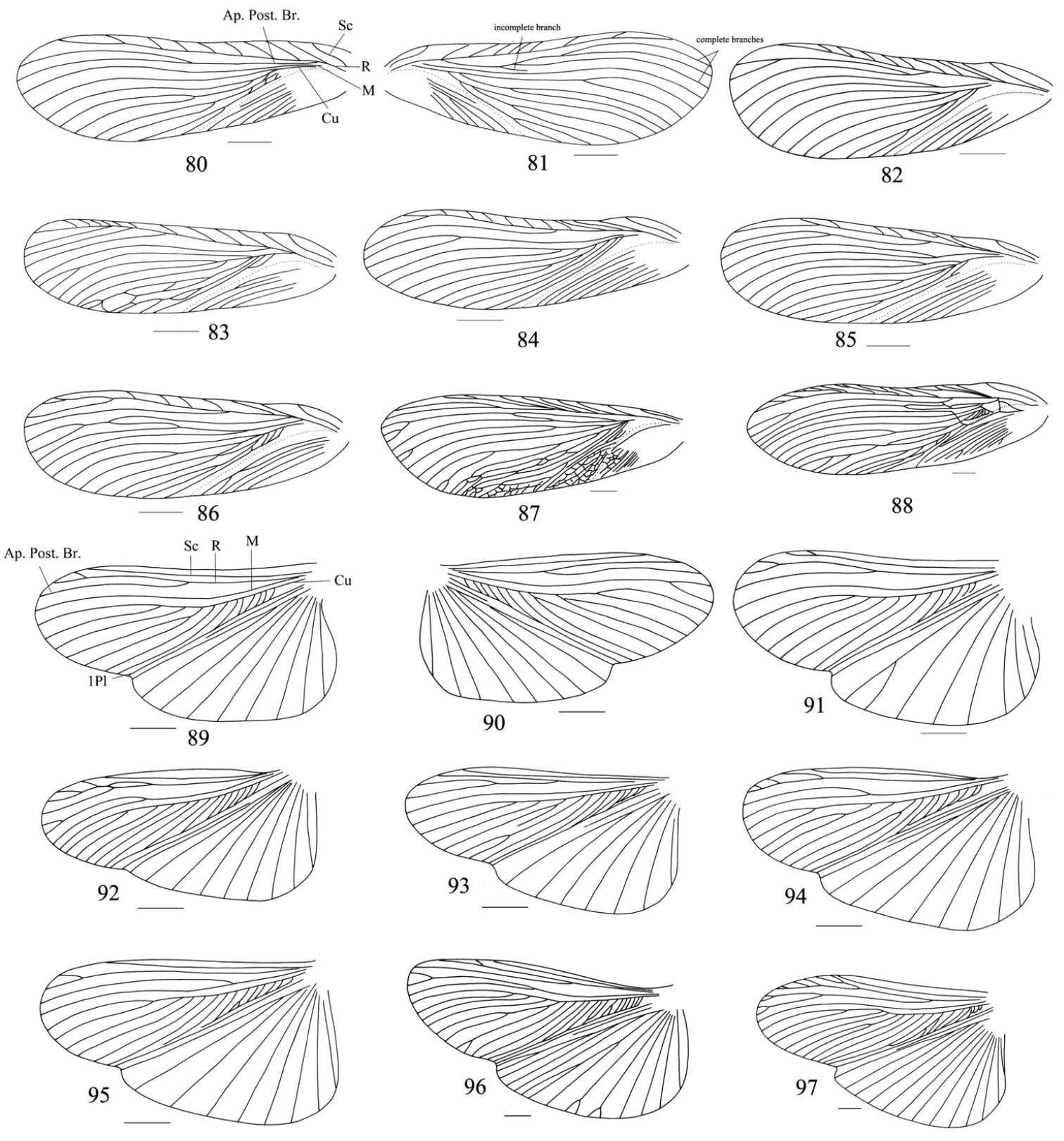 Image of Salganea quinquedentata Wang, Shi, Wang & Che 2014