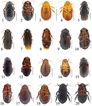 Image of Salganea anisodonta Wang, Shi, Wang & Che 2014