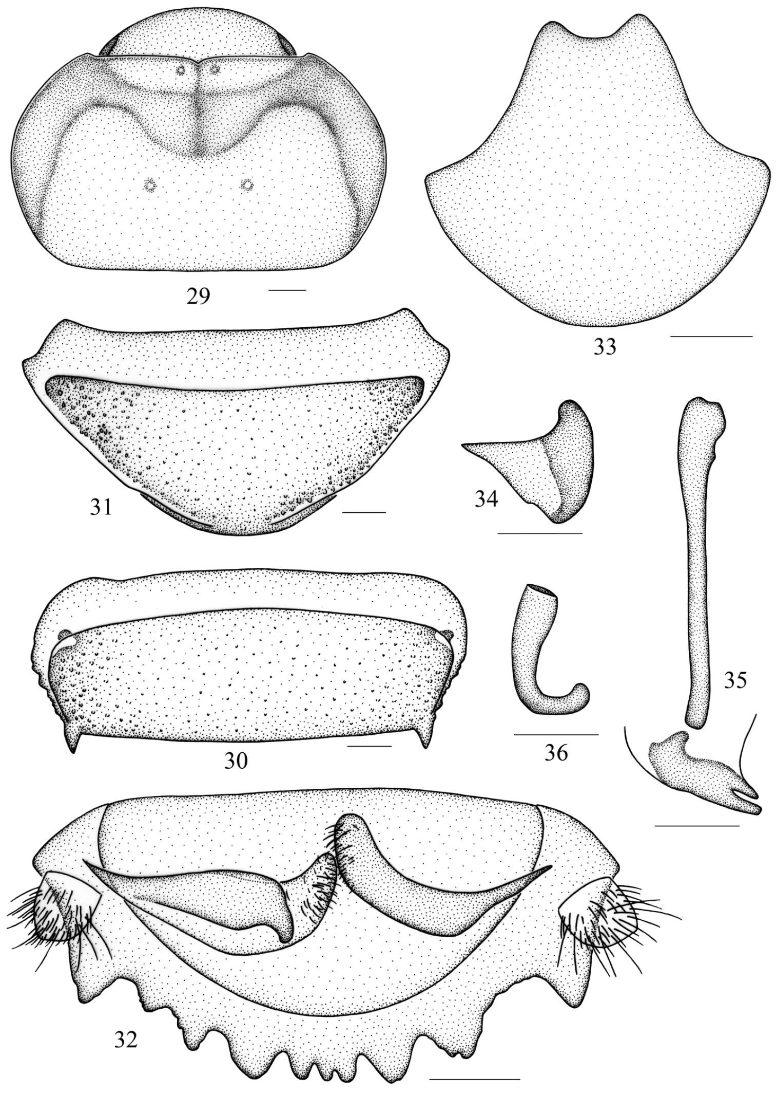 Image of Salganea anisodonta Wang, Shi, Wang & Che 2014