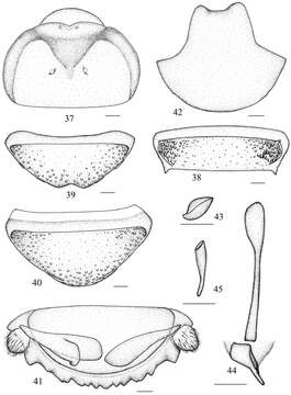 Image of Salganea taiwanensis Roth & L. M. 1979