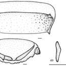 Image of <i>Salganea guangxiensis</i> Feng & Woo 1990