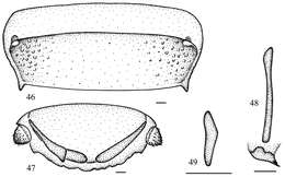 Image of <i>Salganea guangxiensis</i> Feng & Woo 1990