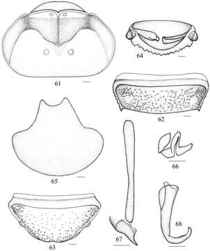 Image of Salganea raggei Roth & L. M. 1979