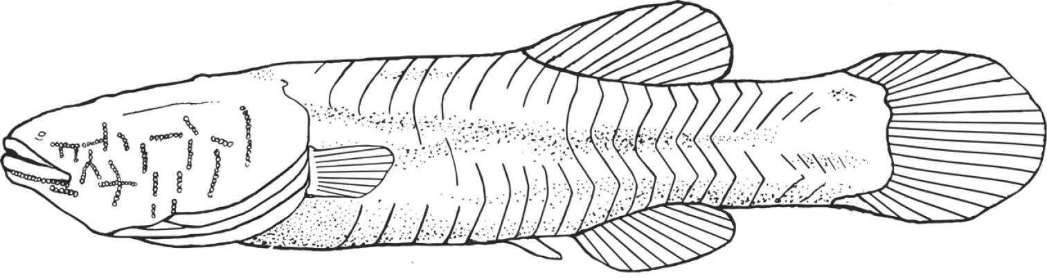 Image of Percopsiformes