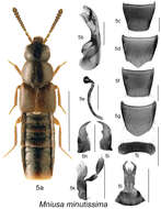 Mniusa minutissima (Klimaszewski & Langor 2011) resmi