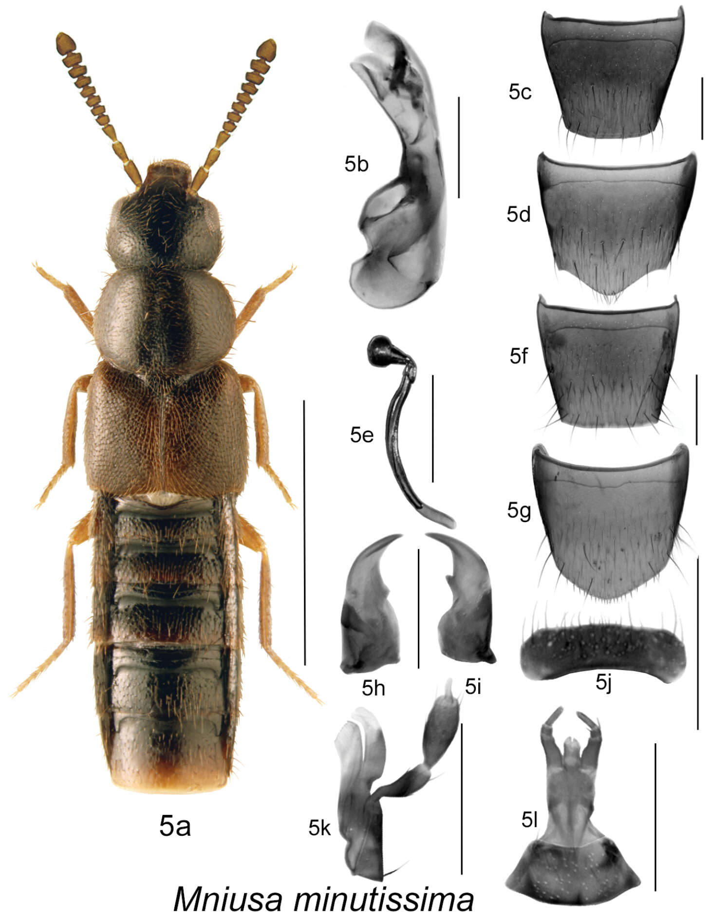 Mniusa minutissima (Klimaszewski & Langor 2011) resmi