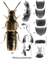 Image of Mniusa yukonensis (Klimaszewski & Godin 2012)