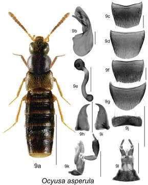 Ocyusa resmi