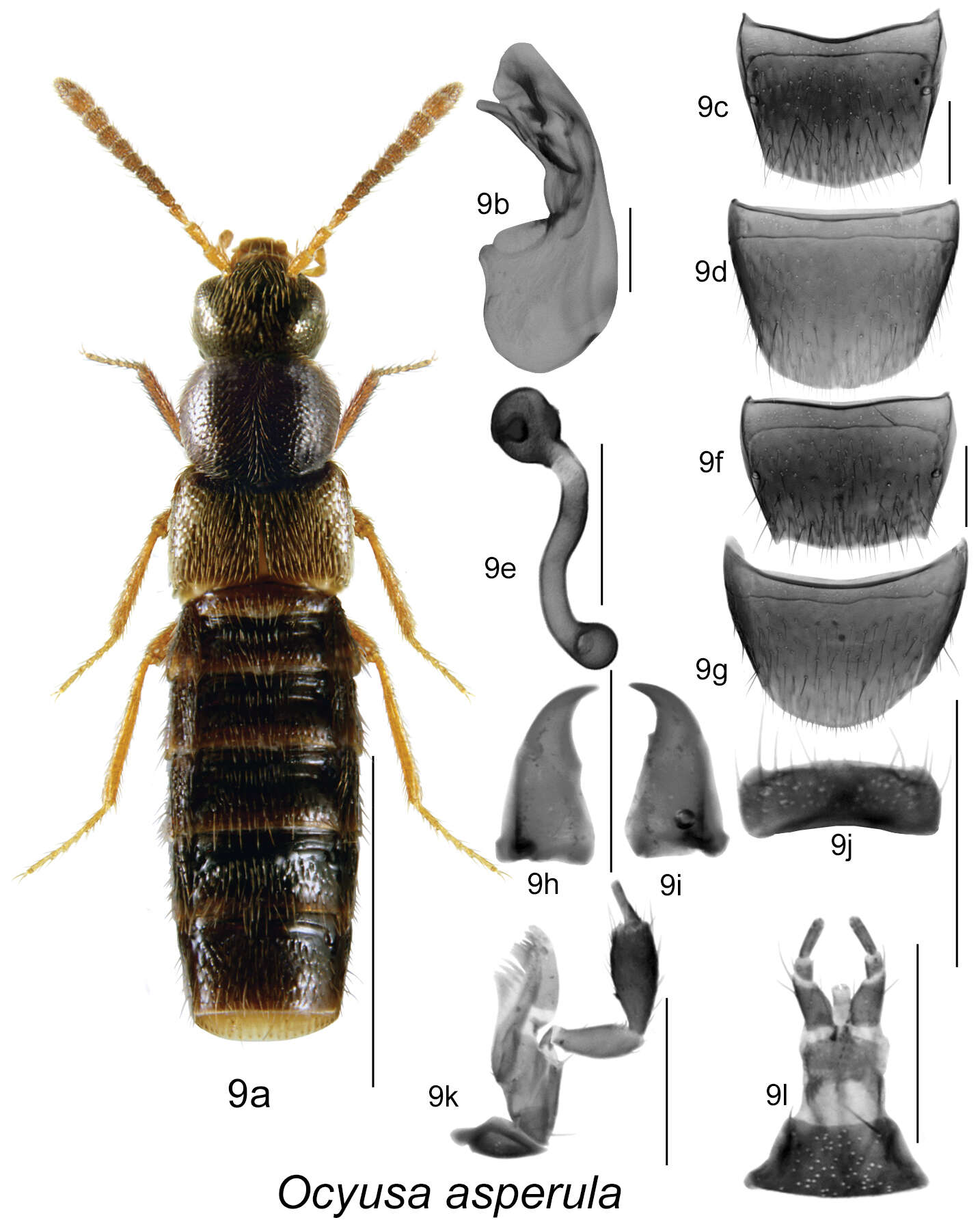 Image of Ocyusa