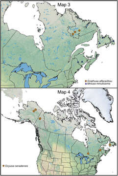 Image of Ocyusa canadensis Lohse 1990