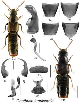 Слика од Gnathusa tenuicornis Fenyes 1921