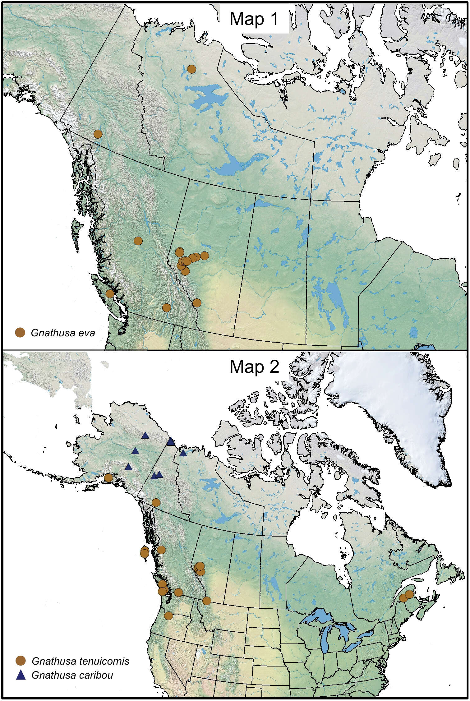 Image of Gnathusa caribou Lohse 1990