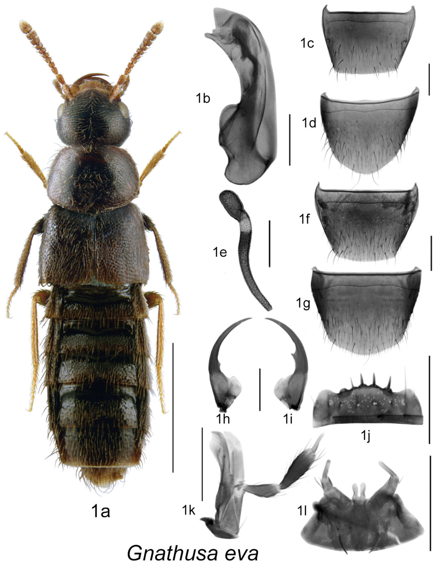 Image of Gnathusa caribou Lohse 1990