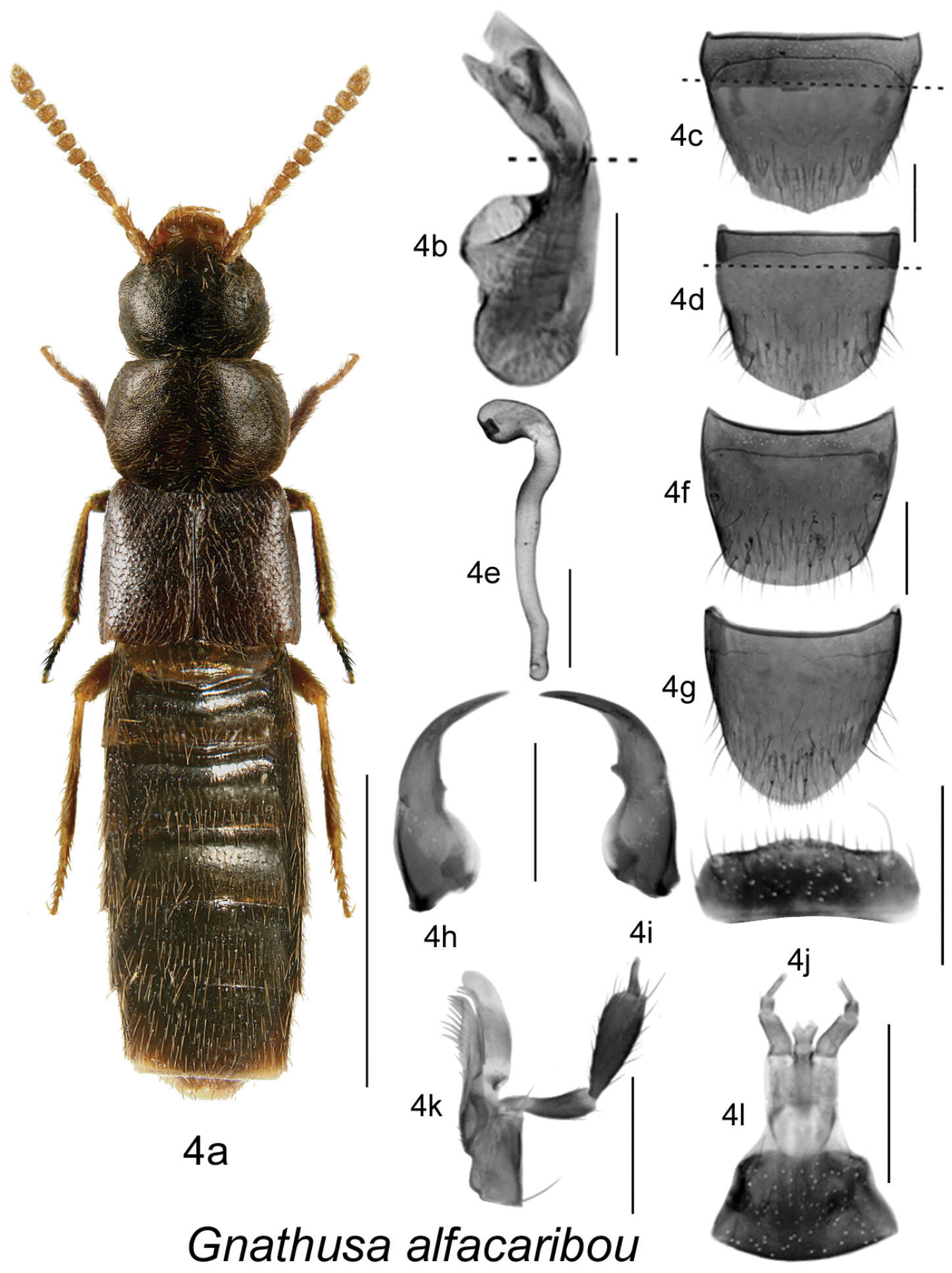 Image of Gnathusa alfacaribou Klimaszewski & Langor 2011