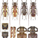 Image of Microcriodes wuchaoi Bi & Lin 2014