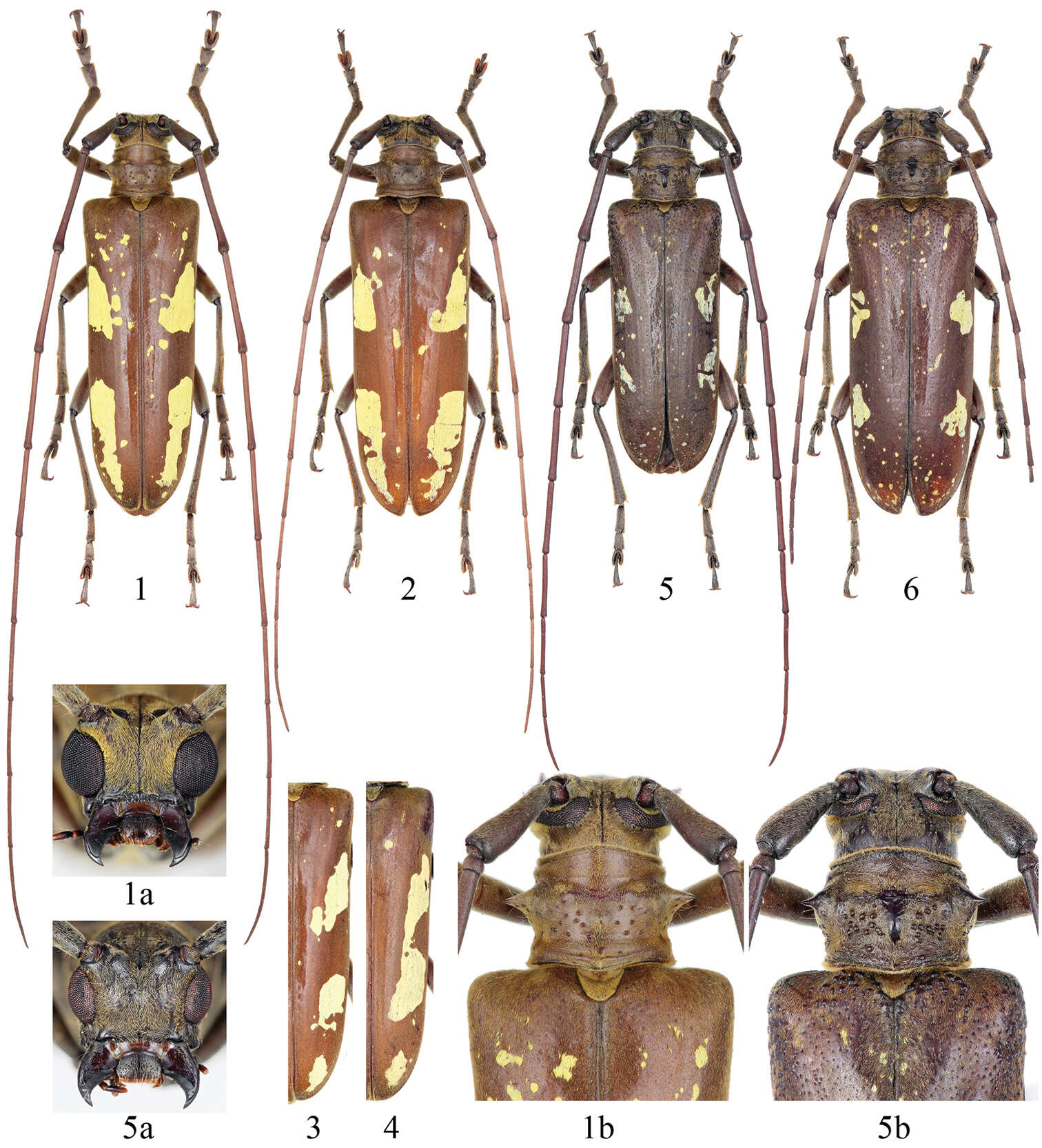 Image of Microcriodes wuchaoi Bi & Lin 2014