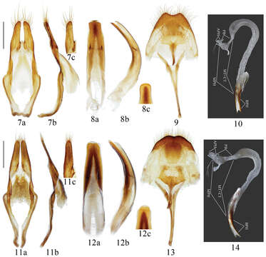 Image of Microcriodes wuchaoi Bi & Lin 2014