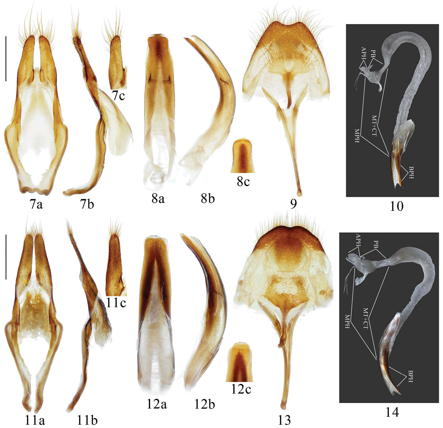 Image of Microcriodes wuchaoi Bi & Lin 2014